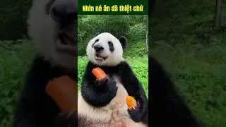 Nh&igrave;n n&oacute; ăn đ&atilde; thiệt sự #thichthu #mrlike