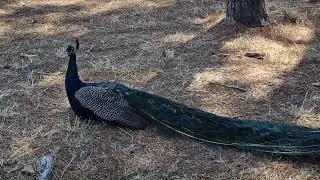 PEACOCK.....PEACCCCCCCCCOOOOOOOOOOCCCCCKKKK.....