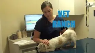 Scared Homeless Pup Rescued!