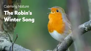 This Beautiful Bird Singing on a Cold Winter Morning