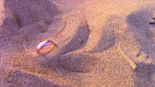 Metal detecting Cornwall, lost ring, coin spills