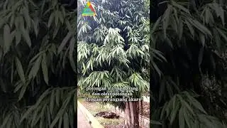cara memperbanyak tanaman ficus alii (ficus maclellandii) dengan stek batang #shorts