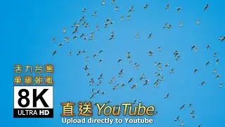8K 萬鷺朝鳳 Ten of thousands cattle egrets fly over Phoenix Cave
