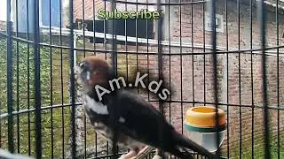 Gacorkan Burung Anis Kembang Dengan Pancingan Suara Ini || 15.12.2025