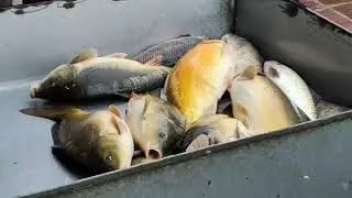 Monster japani carp fish !! 