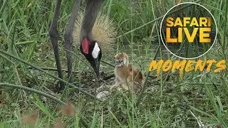 Grey Crowned Cranes Showoff Their Chicks