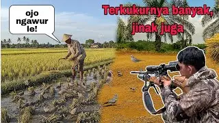 Bukan sekedar banyak, tapi juga jinak🎯 berburu terkukur di sawah sesudah panen‼️
