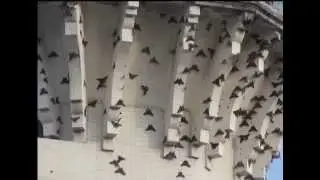 Moth Invasion  Videos You Must Watch