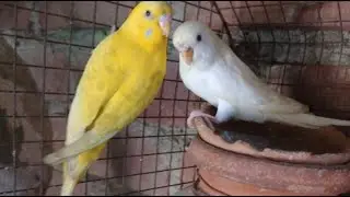 ALL BIRDS LOVER is live!