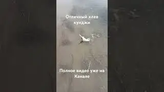 Бешеный клев #рыбалка #сахалин #туризм #спиннинг