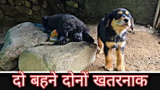 Old line Bhotiya dog puppy female #gaddi #dog #bhotiadog home breeding Uttarakhand Wale