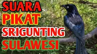 Suara pikat burung srigunting Sulawesi