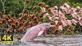 Magical Black Water Mirror of Amazon: PinkDolphins&BaldUakariMonkeys4K No Music ASMR Deep Relaxation