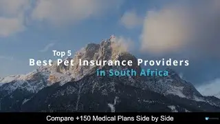Best Pet Insurance Providers in South Africa