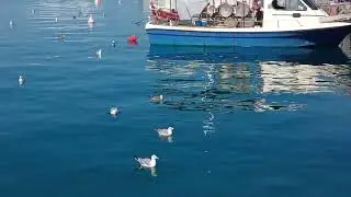 ΘΑΛΑΣΣΙΑ ΧΕΛΩΝΑ, ΨΑΡΑΔΕΣ