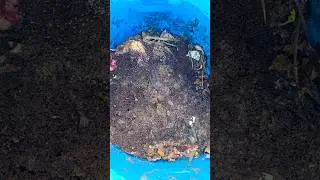 கிச்சன் #வேஸ்ட் #south #garden #organic #compost #minivlog #delhi #chennai #youtubeshorts