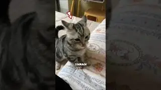 BRAVE LITTLE CAT