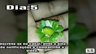 Evolução dos morangos em 18 dias. Aprenda a plantar morango.