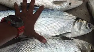 How to catch big bangus using this rig/paano makakahuli ng malaking bangus? try mo ito..