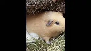 Brambles The Movie