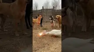 Duck&rsquo;s Epic Prank on the Dogs! 💣😂 | Animal Prank Gone Wild