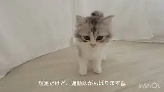 ミヌエットの男の子☆