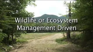 Forestry on the White Mountain National Forest