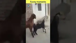 Funny videos | Funny moments | by SPJ facts | #shorts