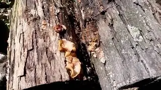 Jelly Fungus - Tree Ear - Auricularia auricula @ 4 / 5 - Flipping the Log