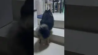 Twerk twerk #pomeranian #pomeraniandog #trending #trendingshorts #trendingvideo