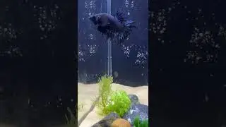 One Angry Betta #bettafish #bettashorts #aquariumfish #fishshorts #aquariumshorts