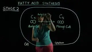 Fatty acid synthesis lightboard video