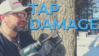 Does Tapping Maple Trees Hurt Them?
