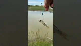Snakeheadfish bait ready #fishingvideos #fishingtechniques