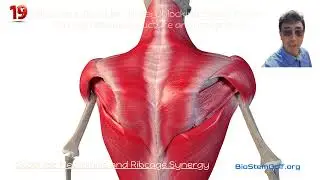 Ribcage & Shoulder Girdle: Unlocking Elastic Force Through flexible structure