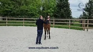 Equiteam - Equicoaching Indiciduel