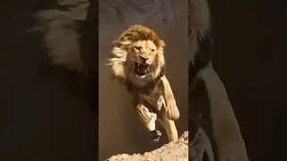 Do Lions Commit Suicide in Old Age? The Shocking Truth Revealed