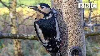 Live Winterwatch: Day 4 🦭 2022 ❄️ BBC
