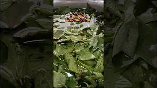 Gongura/ ambadi bhaji | Tasty Budddies by Lubzi | #ambadi #leafyvegetables #greens #homemade #daily