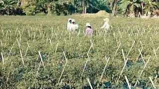 Panen cabe tempat heskia br manalu sekalian mar koor