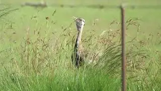 Black-bellied Bustard, Lissotis melanogaster notophila, Wakkerstroom, South Africa, 1 Dec 2022