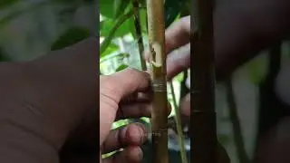 Best Durian grafting techniques🔥 #shorts #grafting #garden #fruit #farming #plants