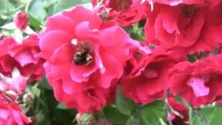 Loud Buzzing Bumblebee Works a Champlain Rose