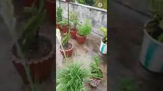 Terrace garden after a good rain /#shorts