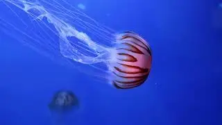 Jellyfish are free-swimming marine animals belonging to the class Medusozoa.