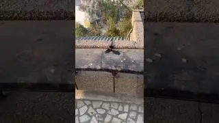 How Intelligent Are Monkeys? Watch This!😵