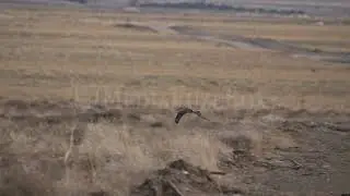 Stock Video - Ferruginous Hawk flying over the desert landscape in Utah