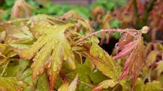 Early Spring Japanese Maples