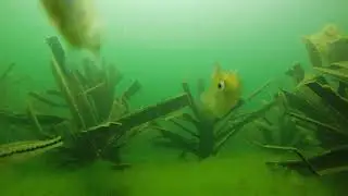Time Lapse underwater video of Safehouse habitat by Fishiding.com
