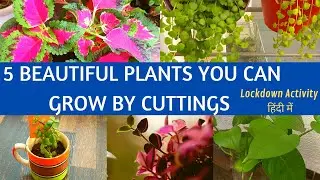 How to grow plants from cutting| Beautiful Plants you can Propagate by cuttings